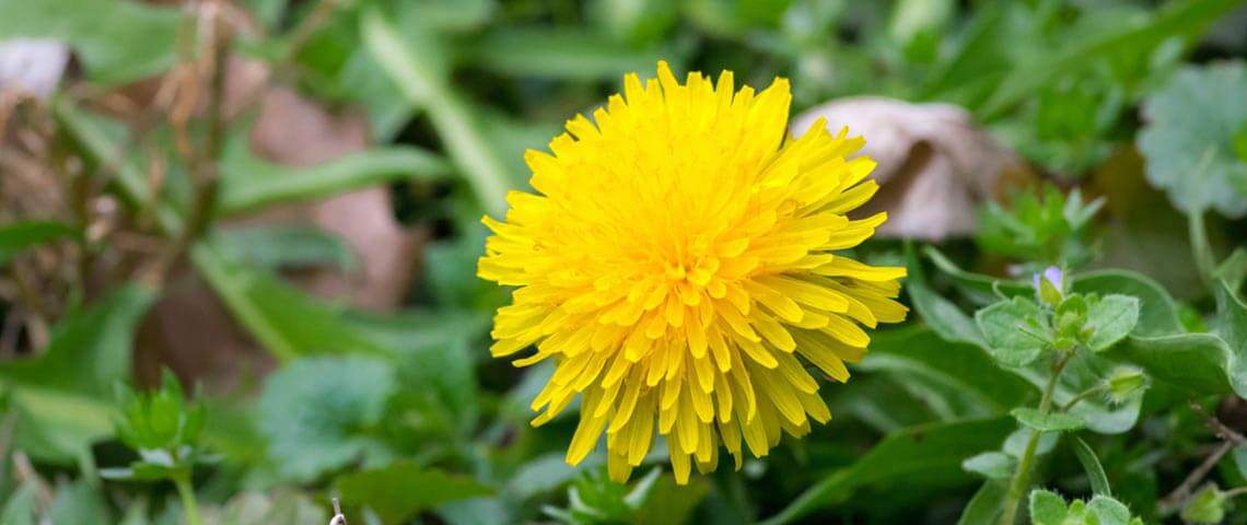 Tackling Tough Turf Weeds