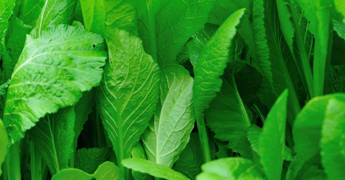 Starting with Winter Cover Crops