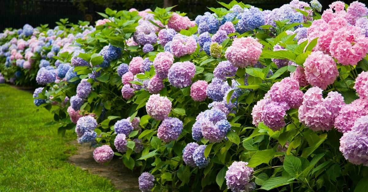 Image of Popcorn hydrangea in a garden