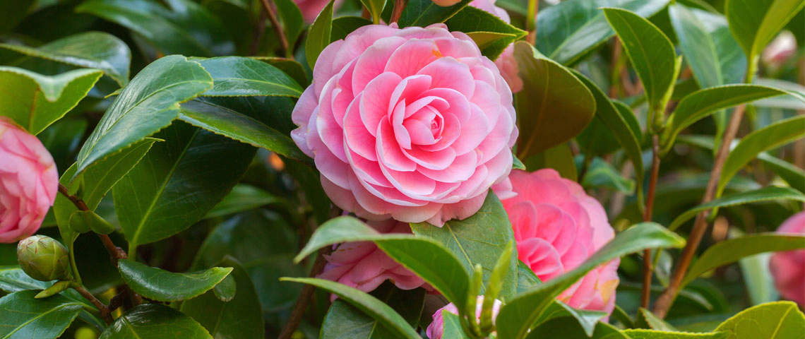 Pink Camellia sasanqua flower