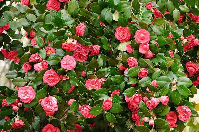 How to Grow Camellias