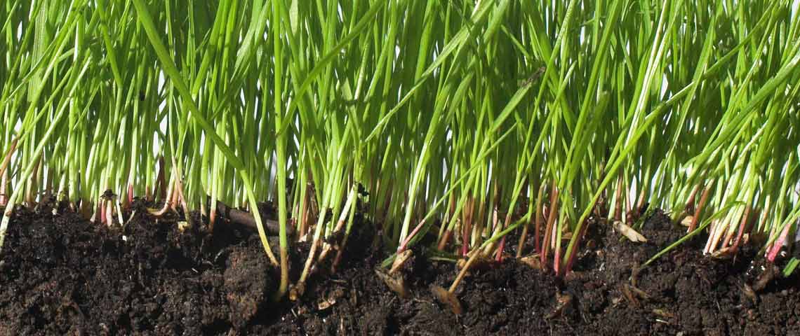 Gardeners Guide to Soil Amendments