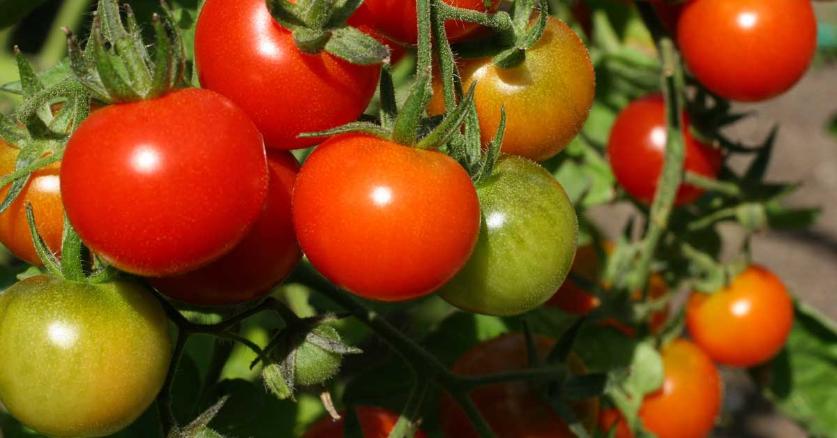 Growing Tasty Tomatoes