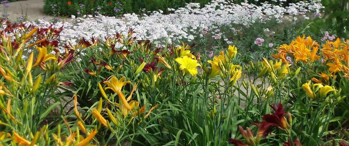 Feeding Perennials