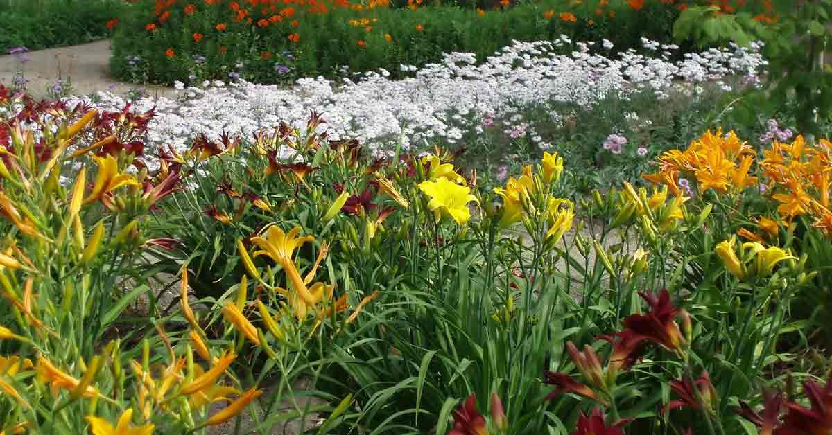 Understanding Perennials