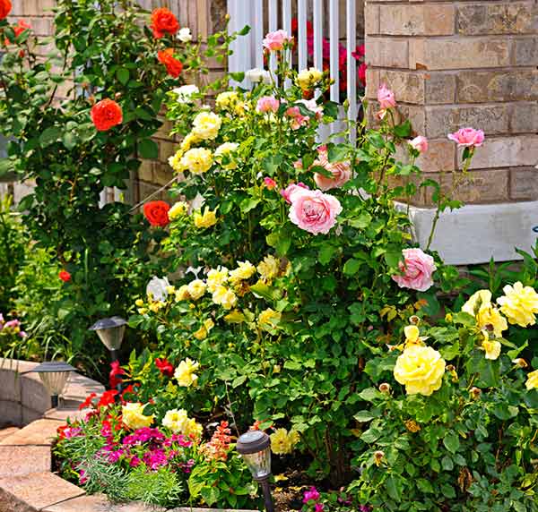 Feeding roses deals