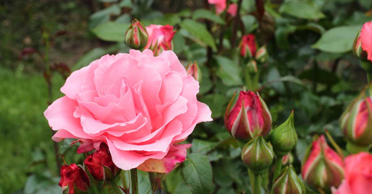 How to Feed and Care for Roses
