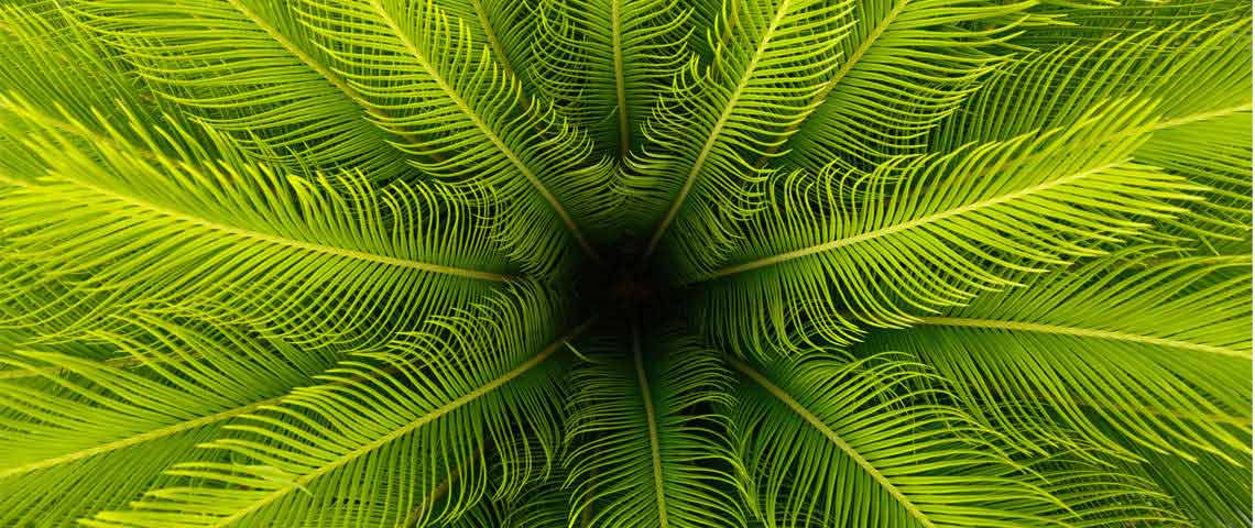 Sago Palm New Growth