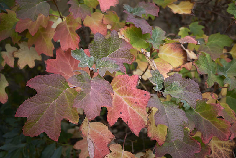 Image of Oakleaf hydrangea in autumn