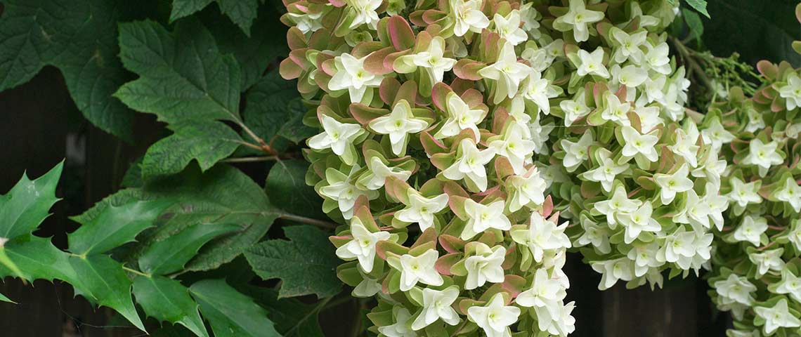 simple basic guide on how to grow oakleaf hydrangeas 
