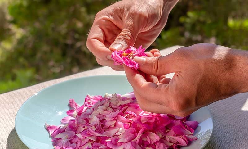 fabric dyeing with perennial flower petals