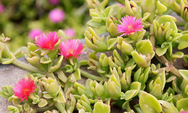heartleaf-ice-plant