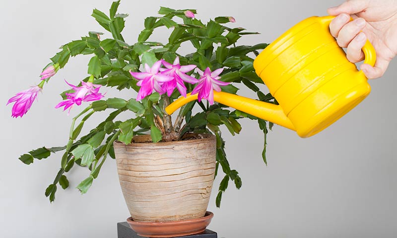 Fertilizing a shop christmas cactus