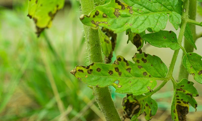 How to Fix Spots on Plant Leaves