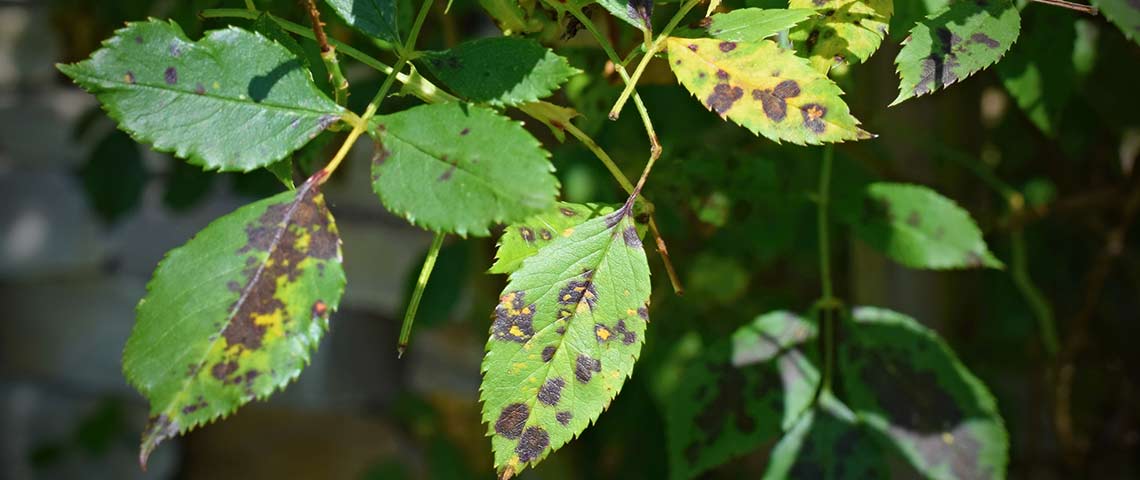 fix-spots-on-plant-leaves-h