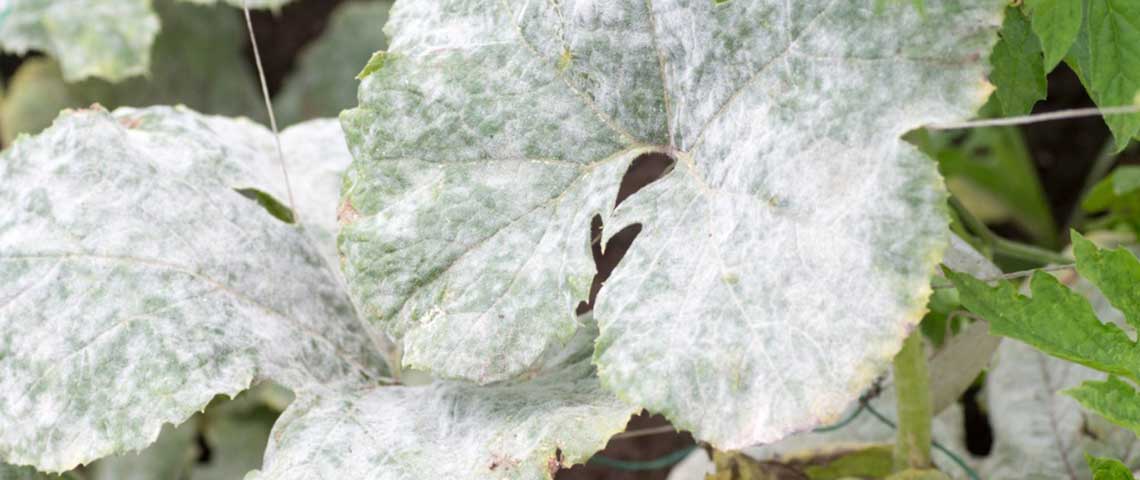fatal-fungus-h