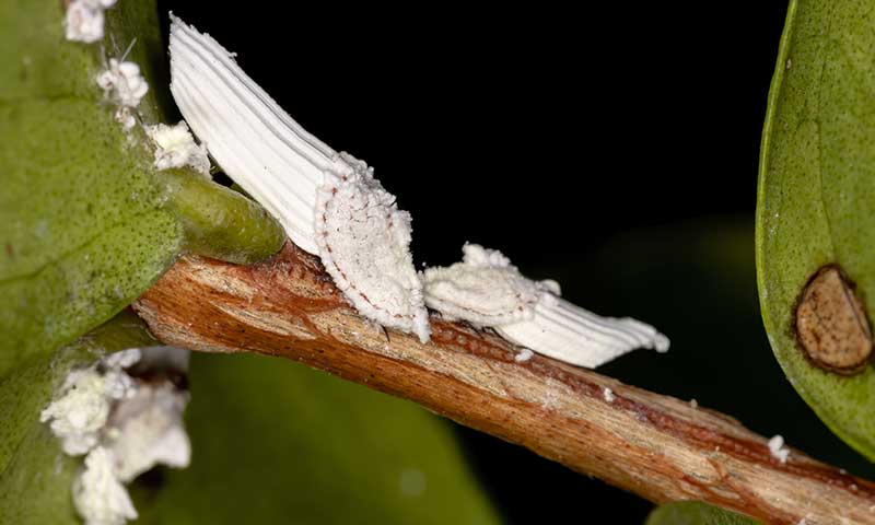 How to Get Rid of White Spots on Plant Leaves