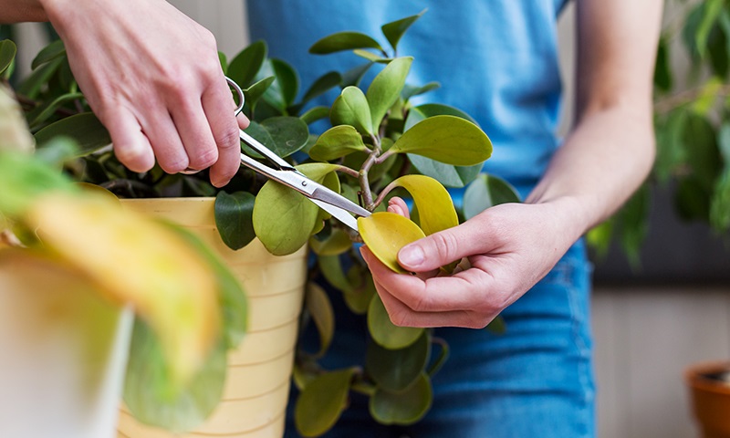 fall houseplant checklist clean trim repeat