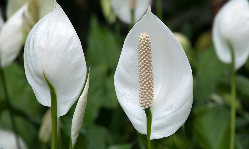 How to Grow and Care for a Peace Lily