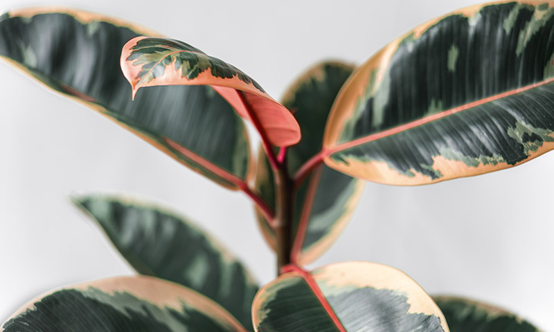 How to Grow and Care for a Rubber Tree Plant