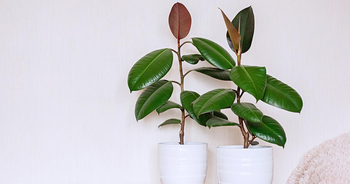 How to Grow and Care for a Rubber Tree Plant