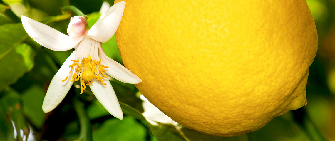 lemon and flower