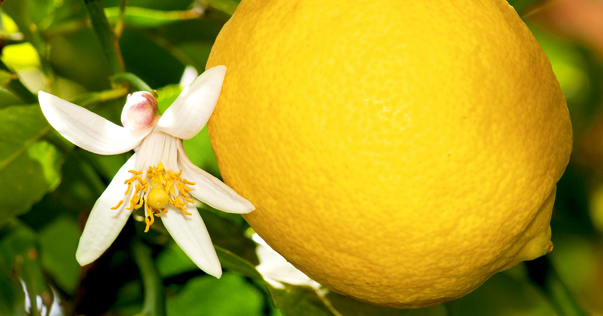 Lemon Tree Leaves Turning Yellow? Here's How to Fix It