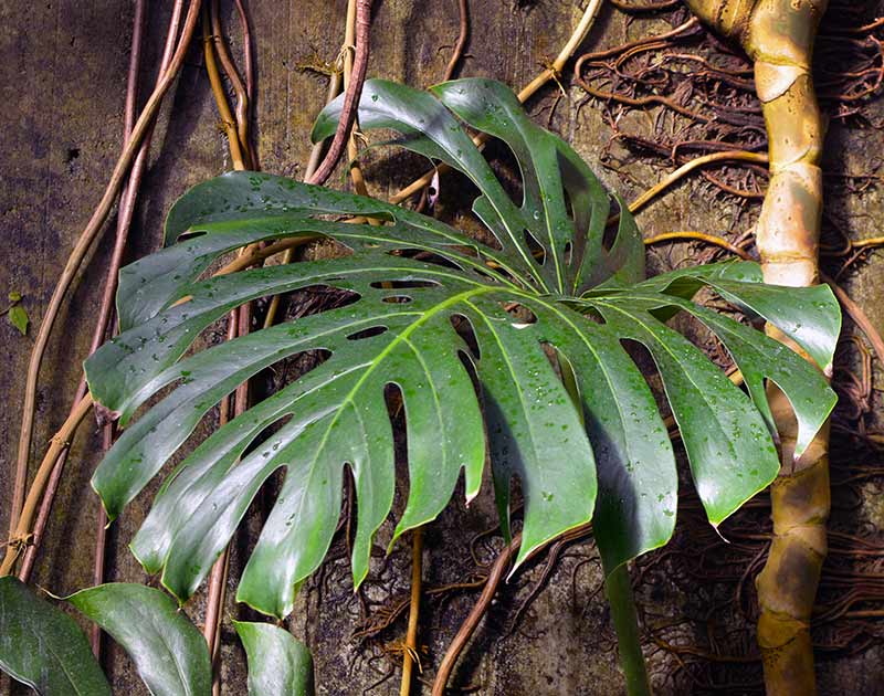 How to Grow and Care for Monstera Deliciosa