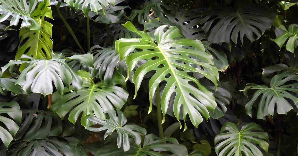 How to grow and care for monstera deliciosa