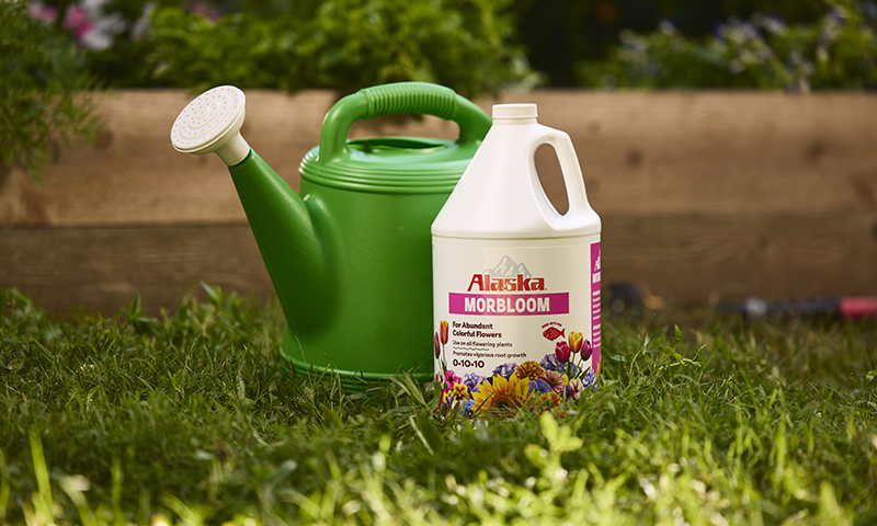 caring for peony flowers