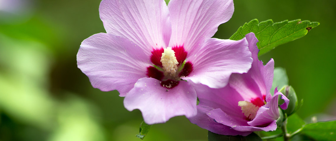 shrub mallow