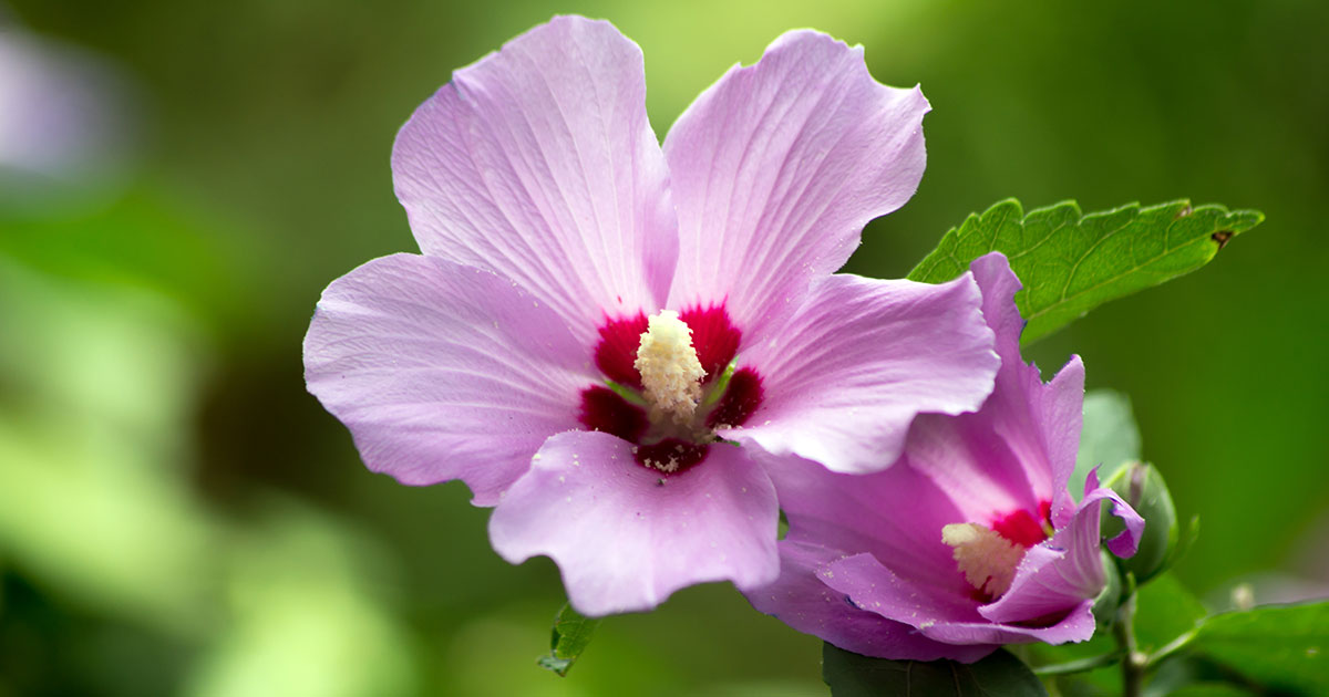 How to Grow and Care for Rose of Sharon