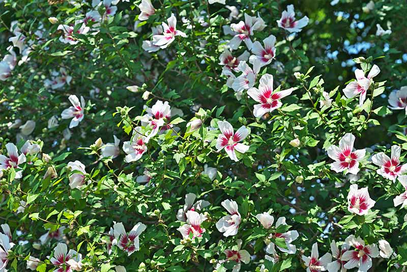 white flowers with green leaves