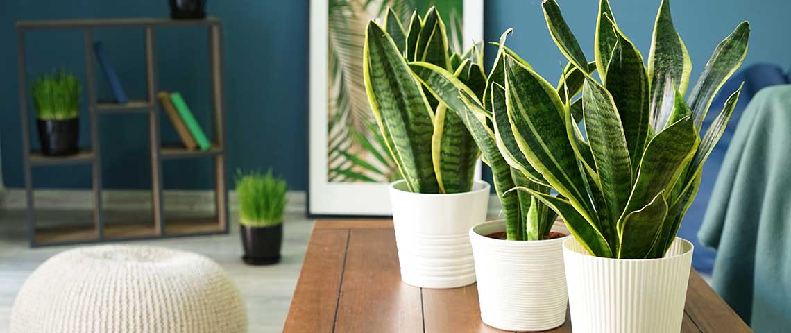 sansevieria plants indoors