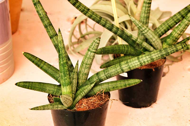 cylinder snake plant