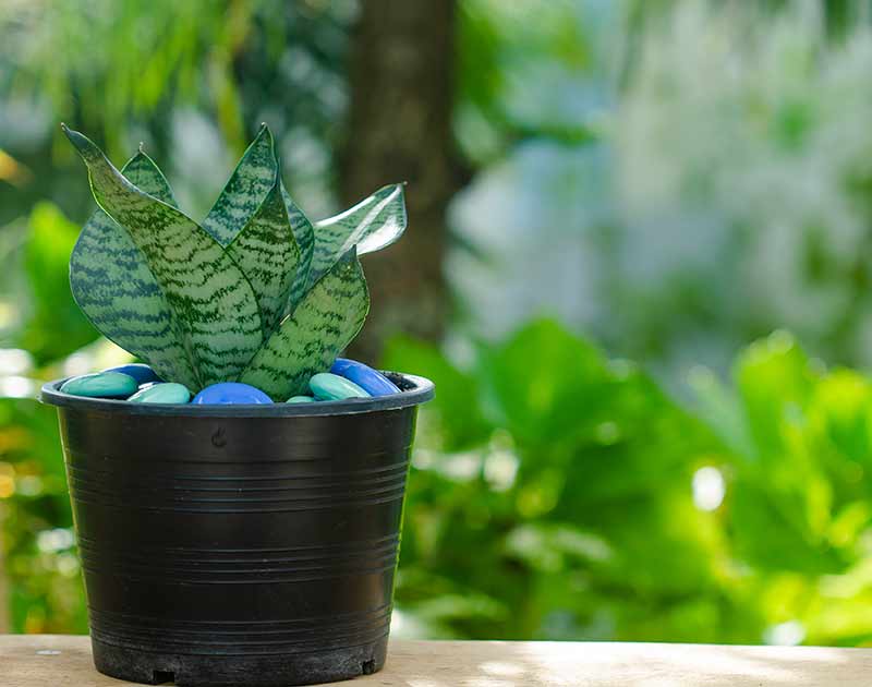 snake plant in pot