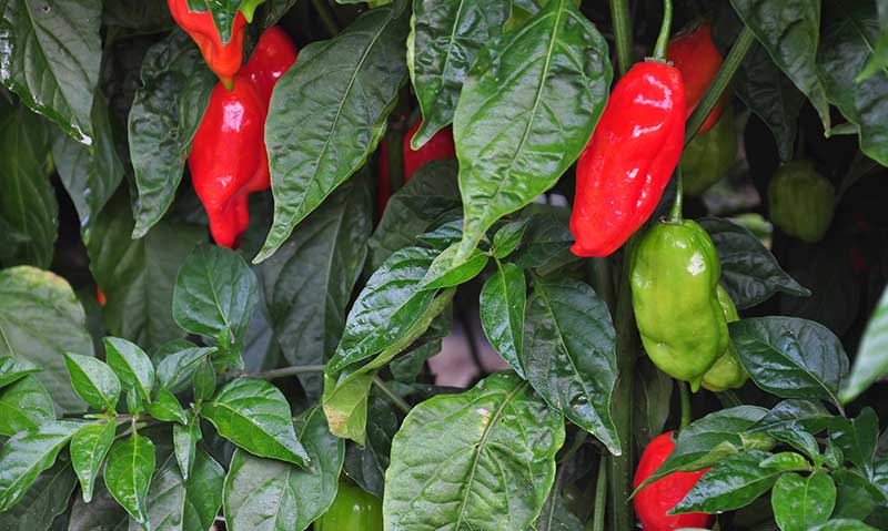 how to grow tasty homegrown tomatoes