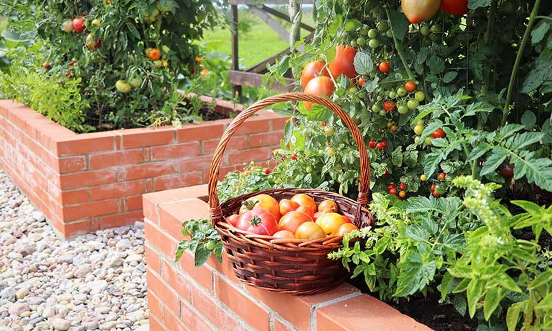 how to grow tasty homegrown tomatoes