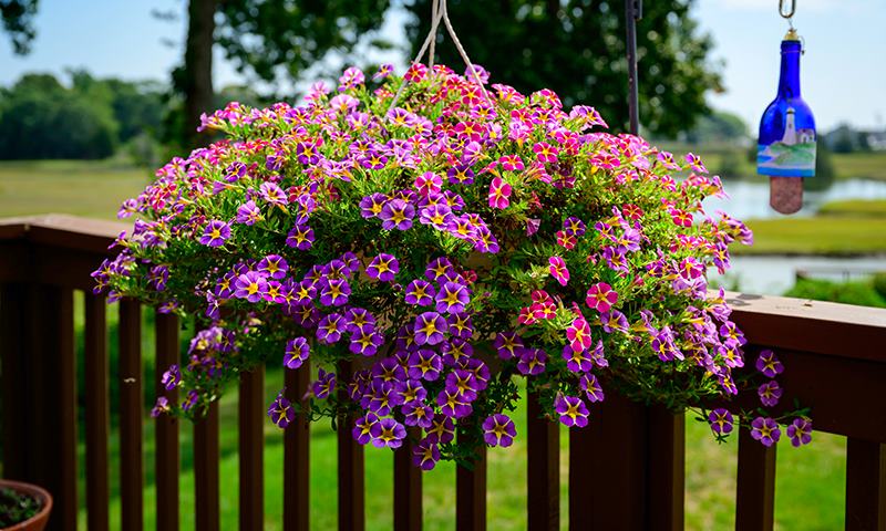 feed hanging baskets for bigger better blooms