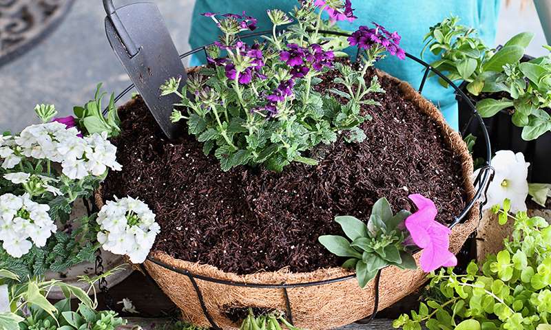 match your location to your plants and basket