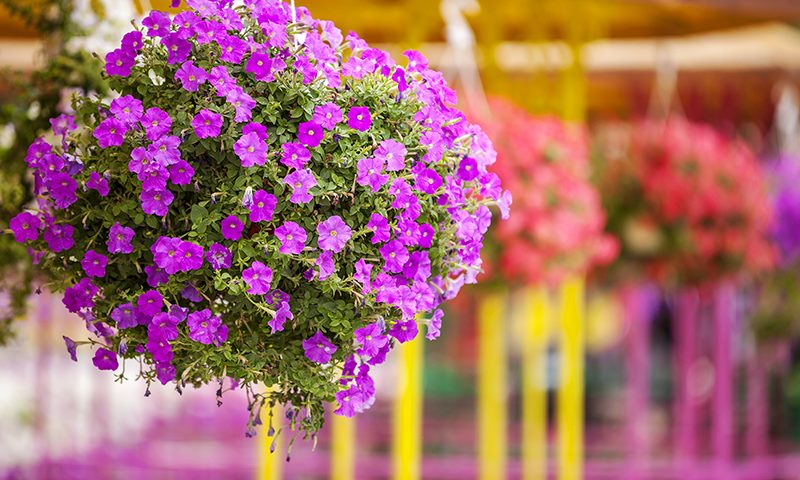 water with lush flowers and foliage in mind