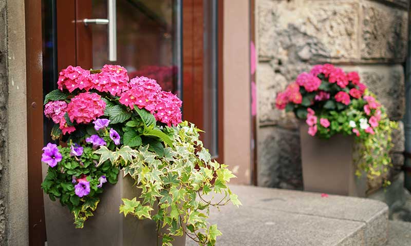 how to plan and plant the perfect front yard garden