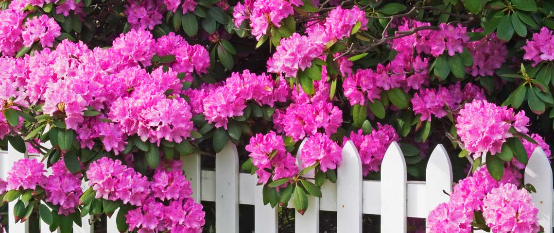 How to Grow and Care for Rhododendrons