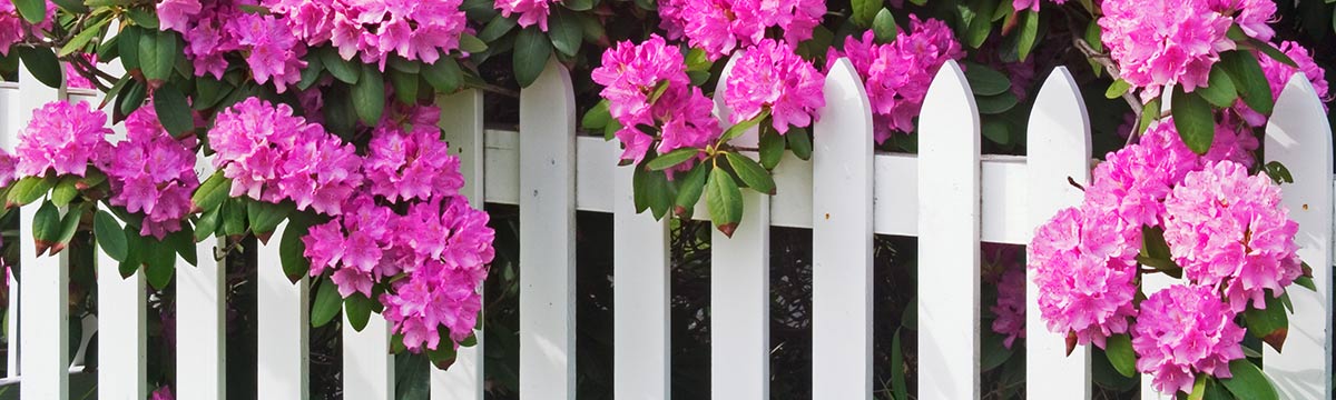how to plant fertilize prune and care for rhododendrons