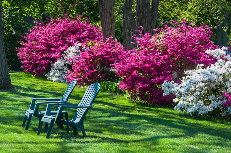 How Grow and for Rhododendrons