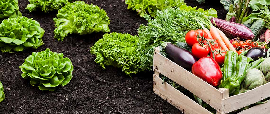 vegetable-garden