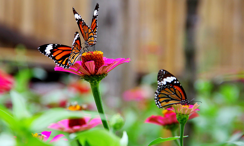 butterfly garden