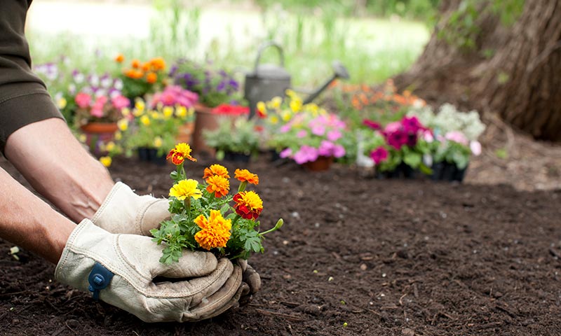 man gardening