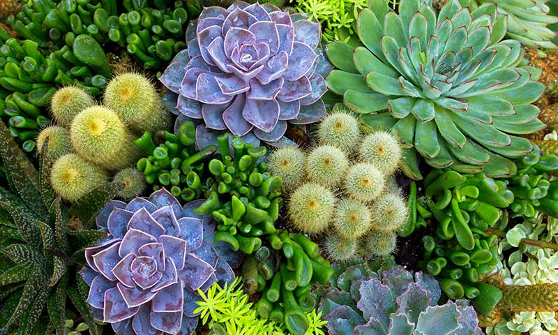 drought tolerant xeriscapes