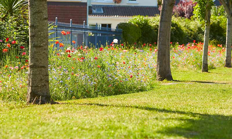 wildflower meadows